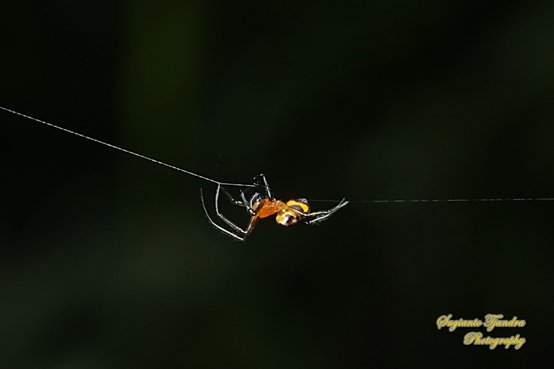 The pear-shaped leucauge Spider, Opadometa fastigata, family Tetragnathidae  Geotagged,Indonesia,Opadometa fastigata,Pear-shaped Opadometa,Summer