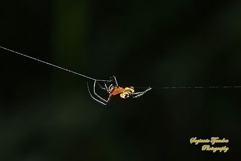 The pear-shaped leucauge Spider, Opadometa fastigata, family Tetragnathidae  Geotagged,Indonesia,Opadometa fastigata,Pear-shaped Opadometa,Summer