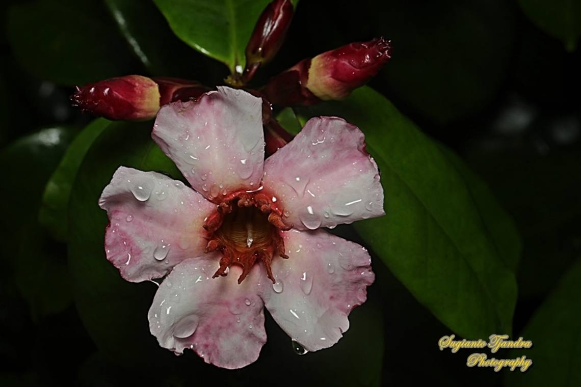 Climbing Oleander, Strophanthus gratus  Geotagged,Indonesia,Strophanthus gratus,Summer