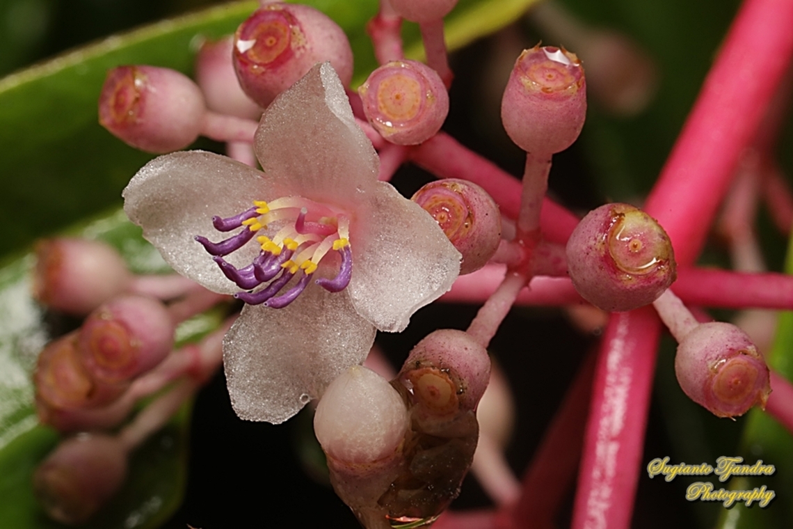 Medinilla speciosa, family Melastomataceae  Geotagged,Indonesia,Medinilla speciosa,Summer