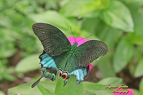 The Jungle Jade, Papilio karna karna, family Papilionidae - Upperside "sucking nectar on the Zinnia flowers"  Geotagged,Indonesia,Jungle Jade Swallowtail,Papilio karna,Summer