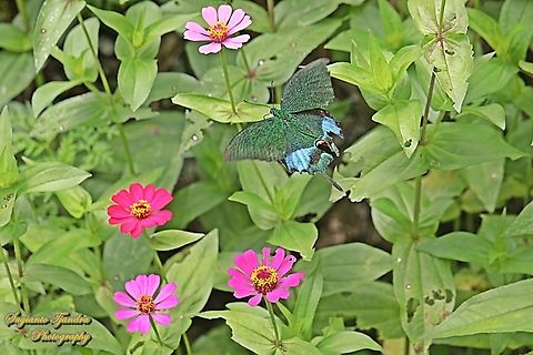 The Jungle Jade, Papilio karna karna, family Papilionidae  "flying over the Zinnia flowers"  Geotagged,Indonesia,Jungle Jade Swallowtail,Papilio karna,Summer
