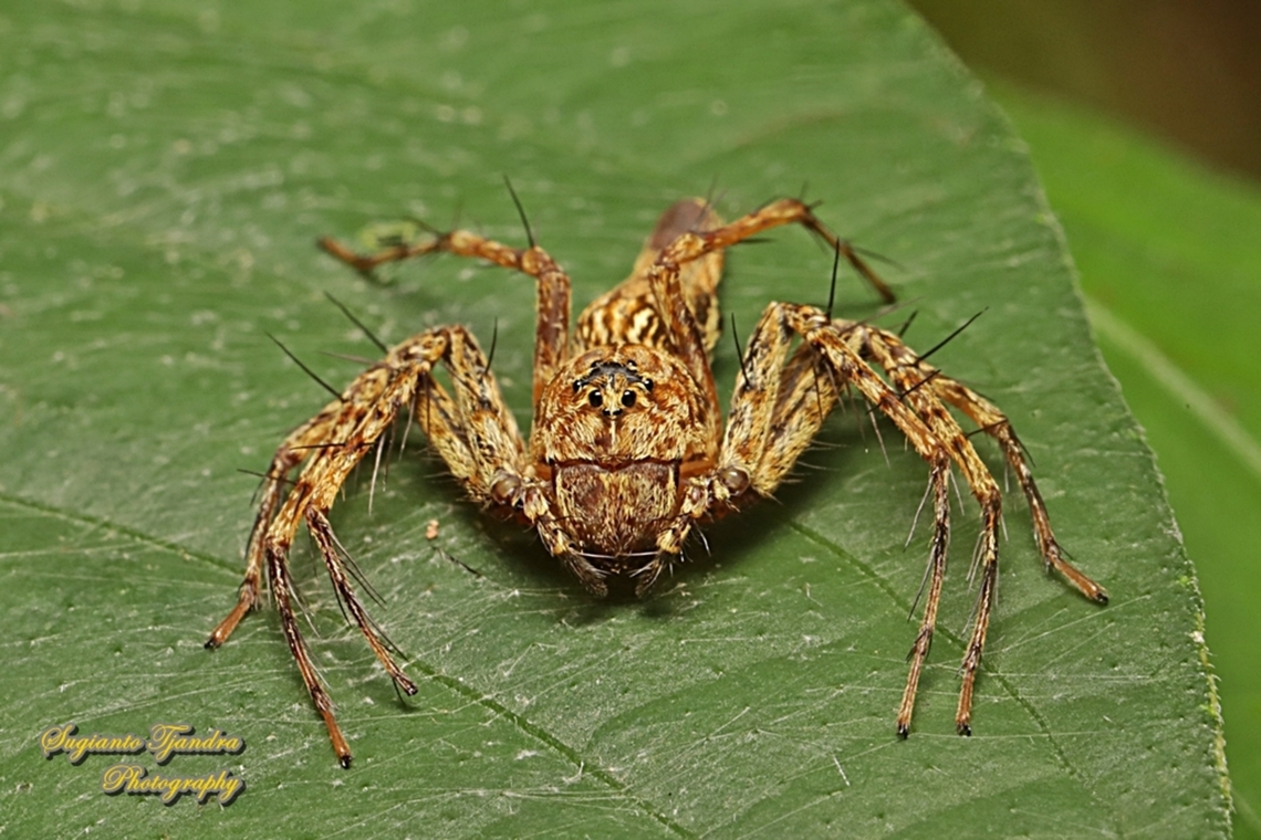 Asian Lynx Spider, Hamadruas sp., family Oxyopidae  Geotagged,Indonesia,Summer