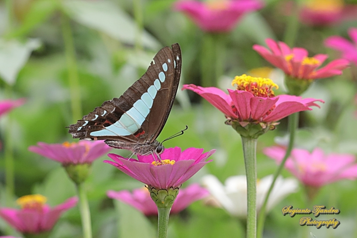 Common Bluebottle, Graphium sarpedon ssp luctatius "sucking nectar on the Zinnia flower"  Common Bluebottle,Geotagged,Graphium sarpedon,Indonesia,Summer