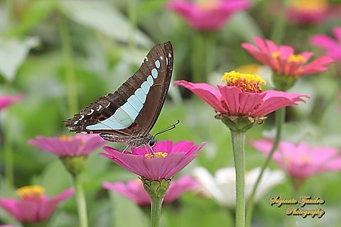 Common Bluebottle, Graphium sarpedon ssp luctatius "sucking nectar on the Zinnia flower"  Common Bluebottle,Geotagged,Graphium sarpedon,Indonesia,Summer