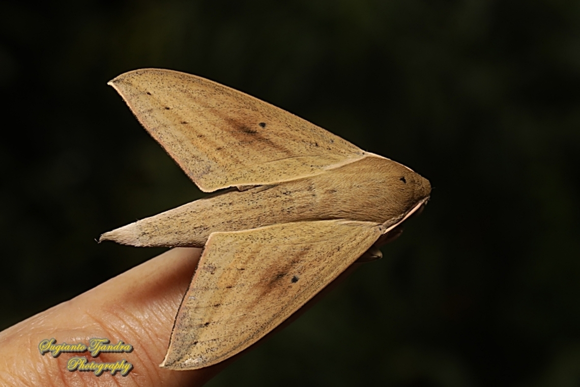 The pale brown hawk moth, Theretra latreillii ,family Sphingidae  Geotagged,Indonesia,Pale brown hawk moth,Summer,Theretra latreillii