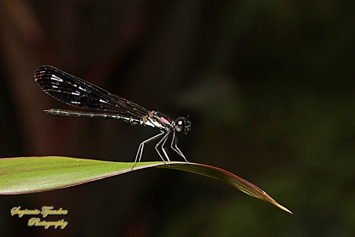 Pink Jewel Dragonfly, Heliocypha fenestrata, family Chlorocyphidae - male  Geotagged,Heliocypha fenestrata,Indonesia,Summer