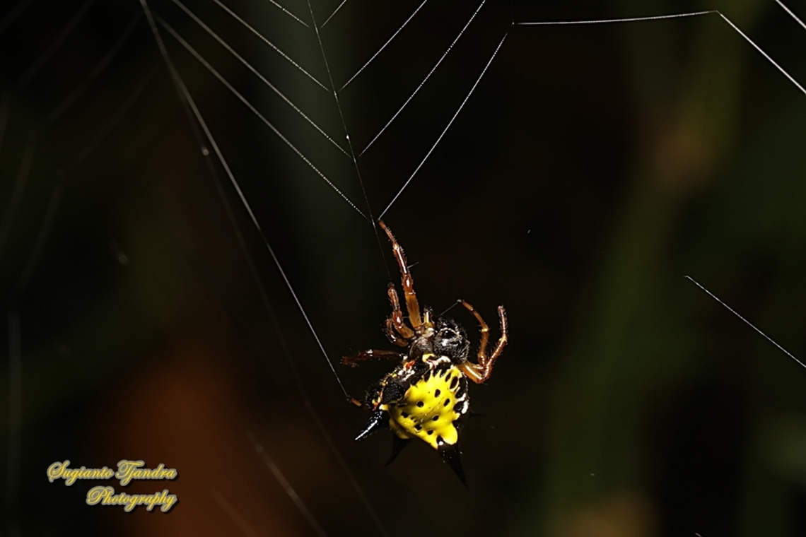 Hasselt's spiny spider, Macracantha haselti, formerly Gasteracantha hasselti, family Araneidae  Geotagged,Hasselt's Spiny Spider,Indonesia,Macracantha hasselti,Summer
