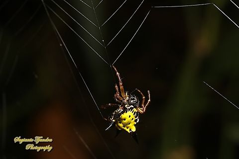 Hasselt's spiny spider, Macracantha haselti, formerly Gasteracantha hasselti, family Araneidae  Geotagged,Hasselt's Spiny Spider,Indonesia,Macracantha hasselti,Summer