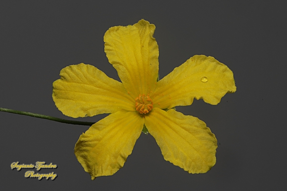 Bitter gourd flower, Momordica charantia,  family Cucurbitaceae  Bitter Melon,Geotagged,Indonesia,Momordica charantia,Summer