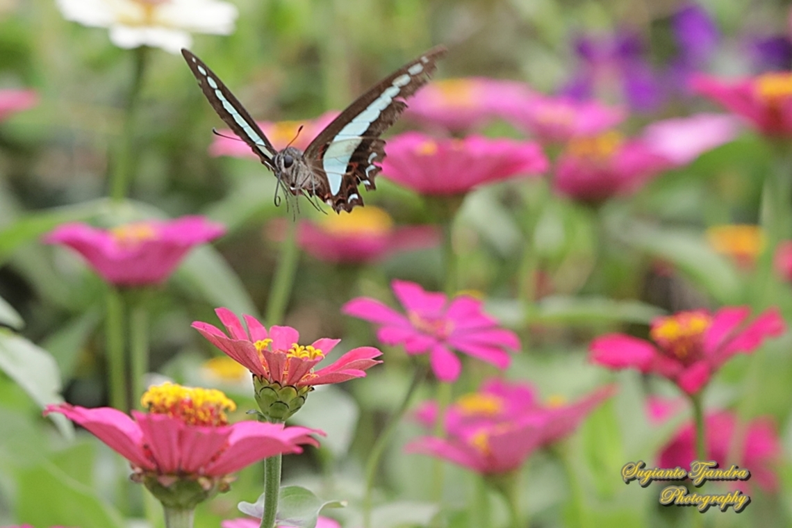 Common Bluebottle, Graphium sarpedon ssp luctatius "flying over the Zinnia flowers"  Common Bluebottle,Geotagged,Graphium sarpedon,Indonesia,Summer