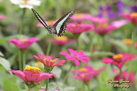 Common Bluebottle, Graphium sarpedon ssp luctatius "flying over the Zinnia flowers"  Common Bluebottle,Geotagged,Graphium sarpedon,Indonesia,Summer