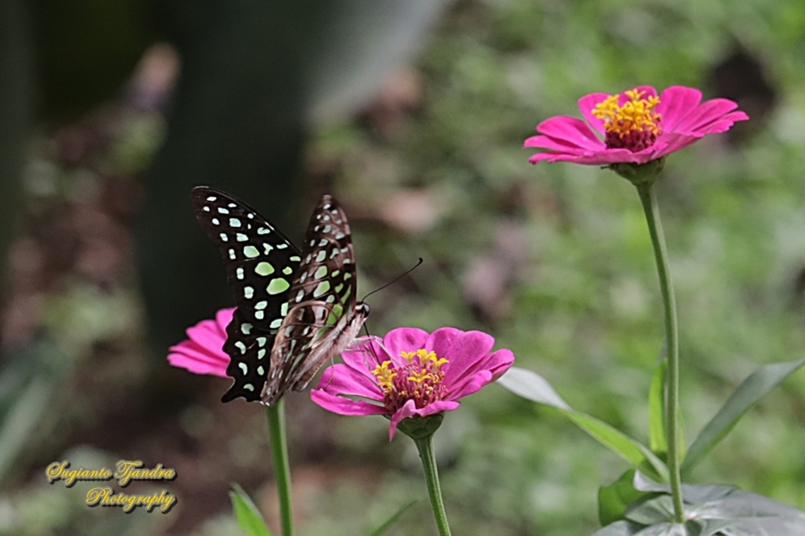 Tailed Jay Butterfly, Graphium agamemnon "sucking nectar on the Zinnia flowers"  Geotagged,Graphium agamemnon,Indonesia,Summer,Tailed Jay