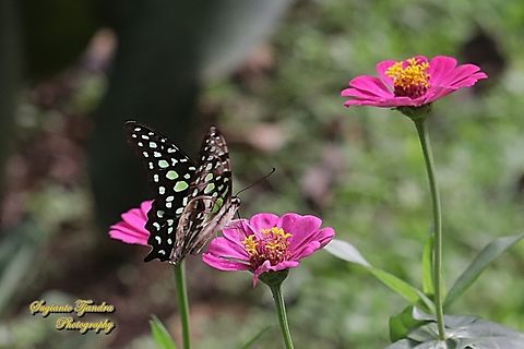 Tailed Jay Butterfly, Graphium agamemnon "sucking nectar on the Zinnia flowers"  Geotagged,Graphium agamemnon,Indonesia,Summer,Tailed Jay