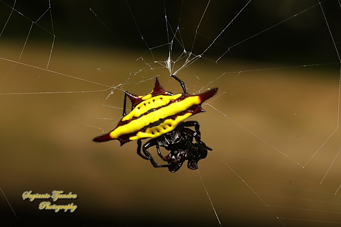 Spiny Back Orb Weaver Spider (Gasteracantha diadesmia) w/prey  Gasteracantha diadesmia,Geotagged,Indonesia,Summer