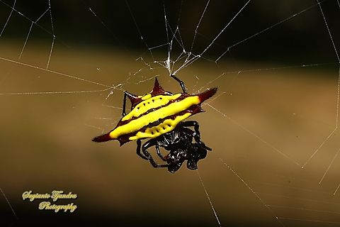 Spiny Back Orb Weaver Spider (Gasteracantha diadesmia) w/prey  Gasteracantha diadesmia,Geotagged,Indonesia,Summer