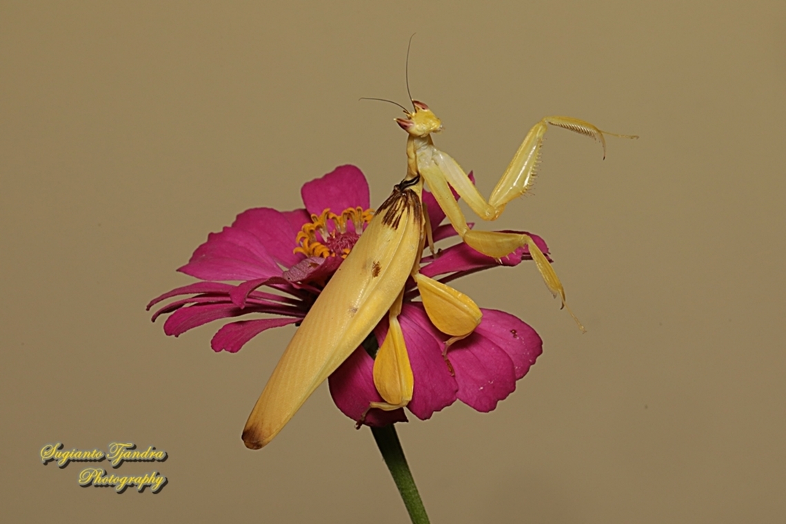 Yellow Orchid mantis, Hymenopus coronatus (Hymenopodidae) "Let's dance"  Geotagged,Hymenopus coronatus,Indonesia,Malaysian Orchid Mantis,Summer