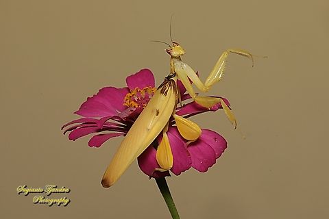 Yellow Orchid mantis, Hymenopus coronatus (Hymenopodidae) "Let's dance"  Geotagged,Hymenopus coronatus,Indonesia,Malaysian Orchid Mantis,Summer