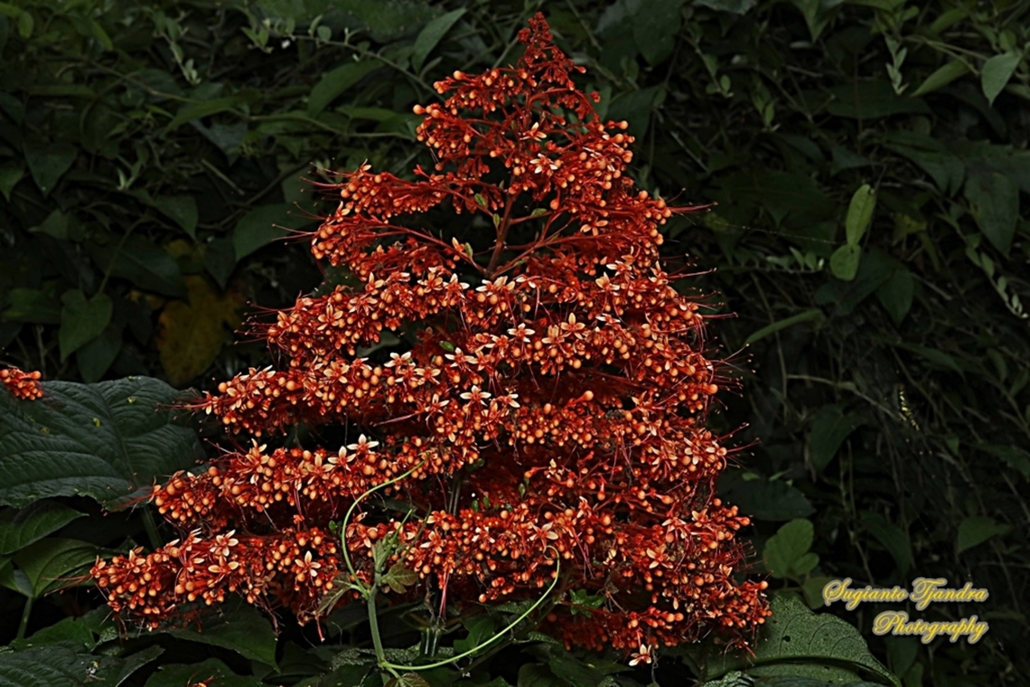 Pagoda flower, Clerodendrum paniculatum  Clerodendrum paniculatum,Geotagged,Indonesia,Pagoda Flower,Summer