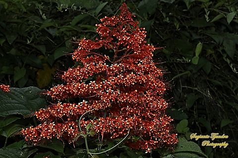 Pagoda flower, Clerodendrum paniculatum  Clerodendrum paniculatum,Geotagged,Indonesia,Pagoda Flower,Summer