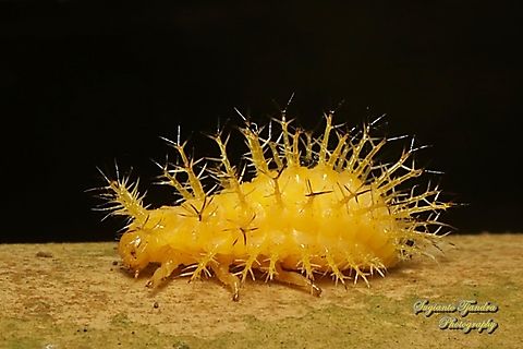 Epilachna beetle larva, family Coccinellidae  Geotagged,Indonesia,Summer