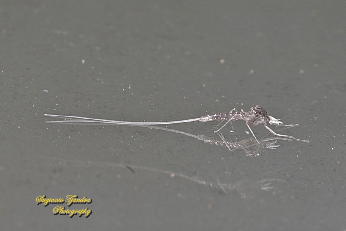 Mayfly exuvia, family Ephemeroptera  Geotagged,Indonesia,Summer