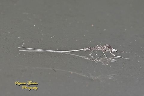 Mayfly exuvia, family Ephemeroptera  Geotagged,Indonesia,Summer