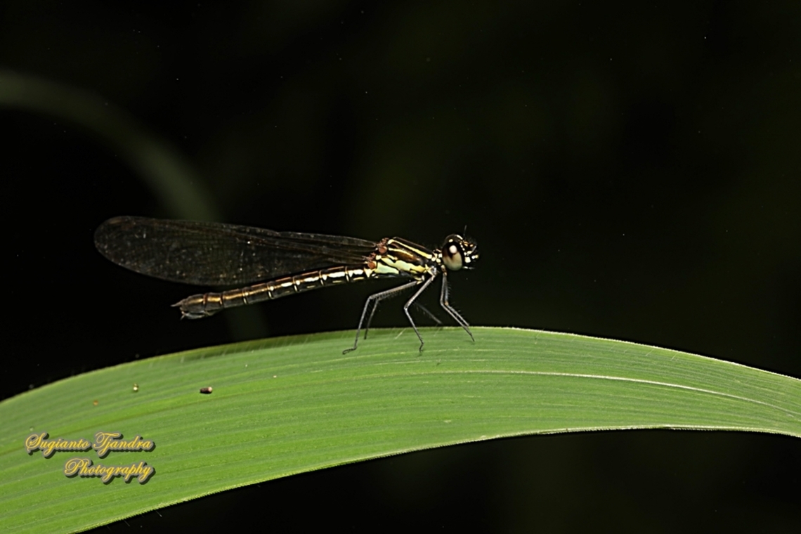 Pink Jewel Dragonfly, Heliocypha fenestrata, family Chlorocyphidae - female  Geotagged,Heliocypha fenestrata,Indonesia,Summer