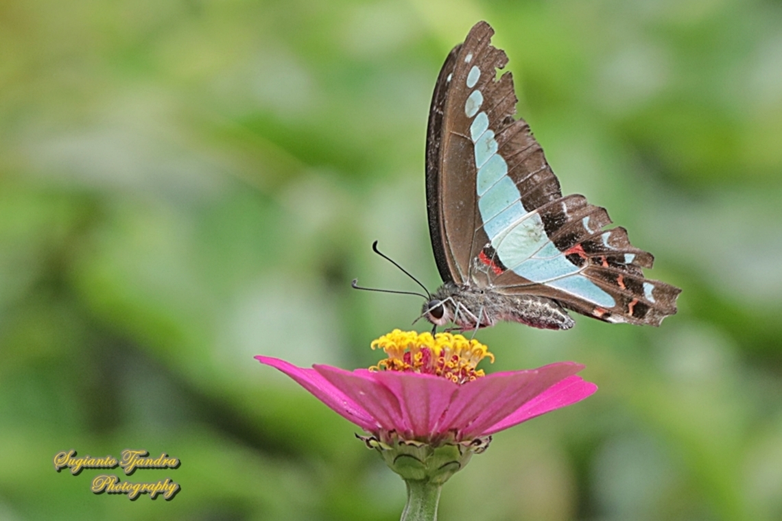 Common Bluebottle, Graphium sarpedon ssp luctatius "sucking nectar on the Zinnia flower"  Common Bluebottle,Geotagged,Graphium sarpedon,Indonesia,Summer