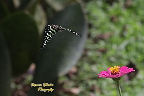 Tailed Jay Butterfly, Graphium agamemnon "flying onto the Zinnia flower"  Geotagged,Graphium agamemnon,Indonesia,Summer,Tailed Jay