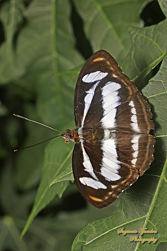 Colour Sergeant, Athyma nefte ssp nefte - male  Athyma nefte,Colour sergeant,Geotagged,Indonesia,Summer