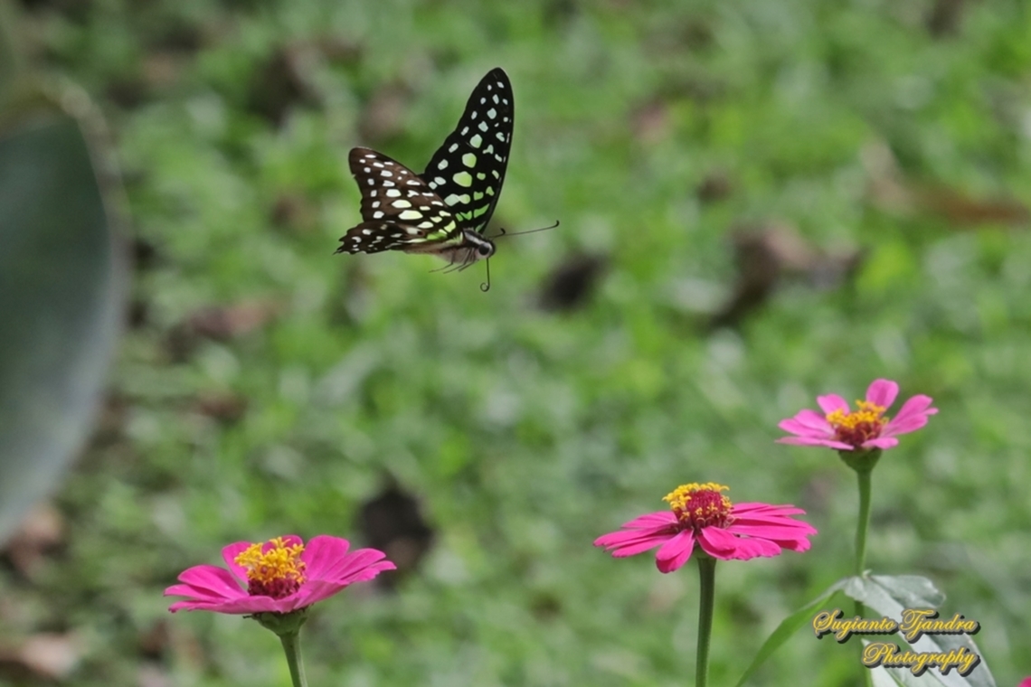 Tailed Jay Butterfly, Graphium agamemnon "flying onto the Zinnia flowers"  Geotagged,Graphium agamemnon,Indonesia,Summer,Tailed Jay