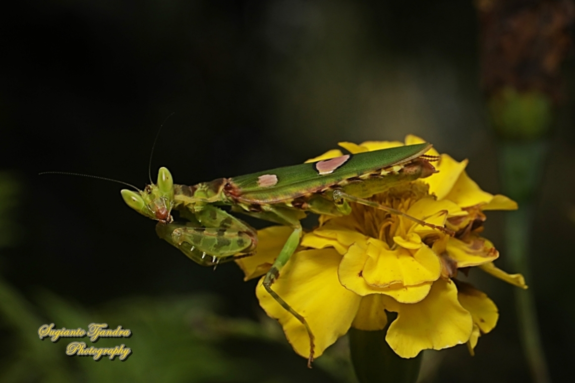 Flower mantis - Creobroter Sp  Geotagged,Indonesia,Summer