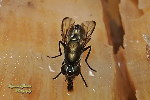 Plagiostenopterina sp, family Platystomatidae  Geotagged,Indonesia,Summer
