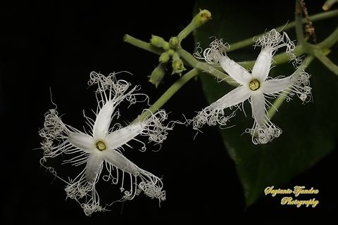Snake gourd flowers, Trichosanthes anguina, family Cucurbitaceae  Geotagged,Indonesia,Snake gourd,Summer,Trichosanthes cucumerina