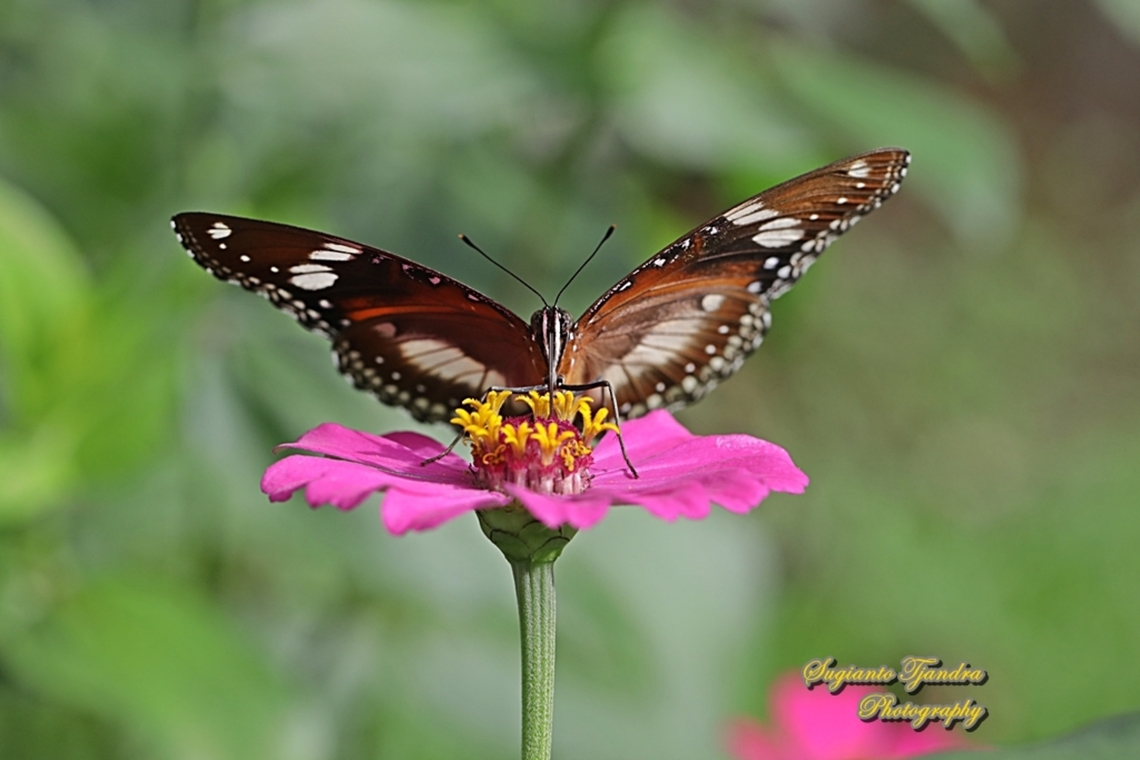Great eggfly butterfly, Hypolimnas bolina bolina "sucking nectar on the Zinnia flower"  Geotagged,Great eggfly,Hypolimnas bolina,Indonesia,Summer