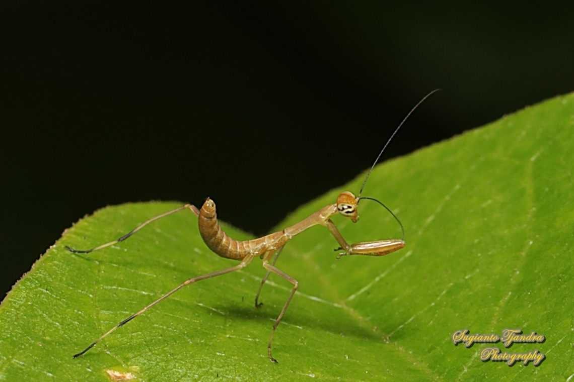 Brown tiny praying mantis nymph  Geotagged,Indonesia,Summer