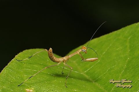 Brown tiny praying mantis nymph  Geotagged,Indonesia,Summer