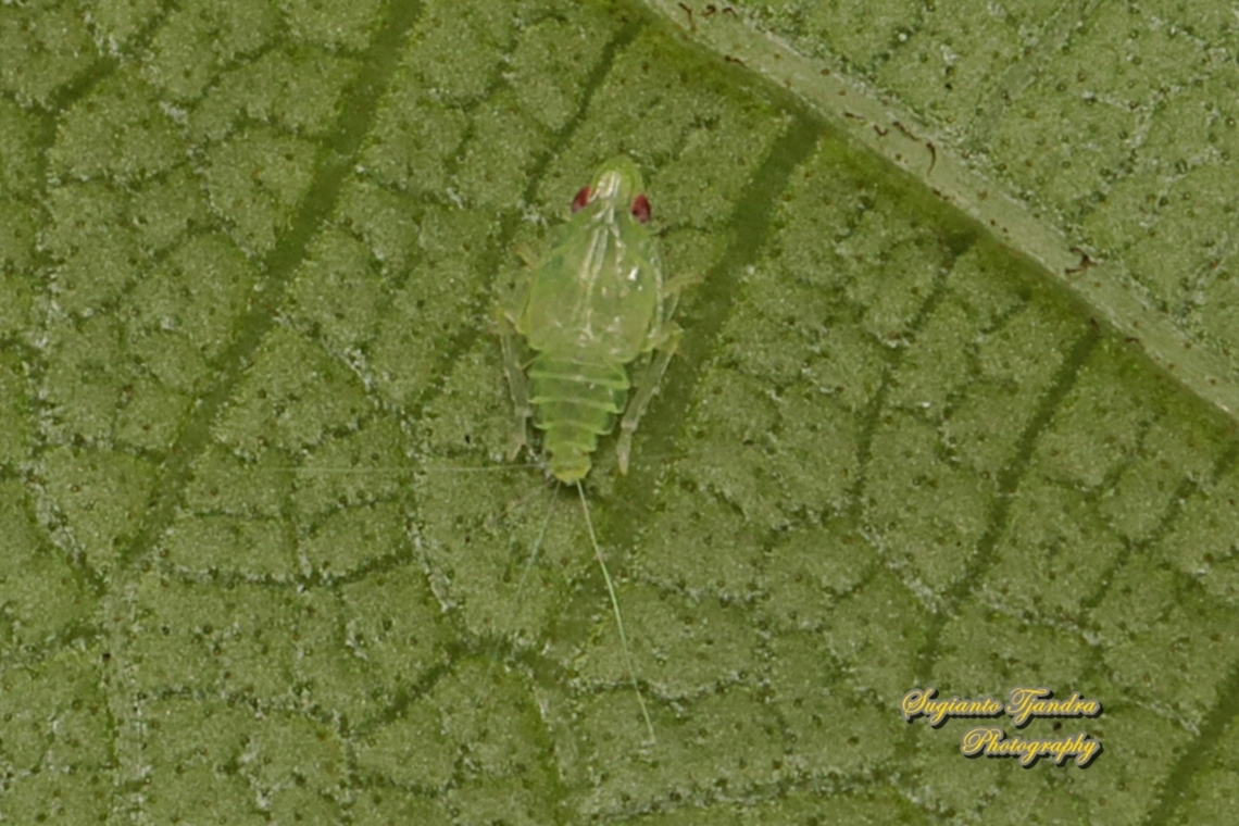 Grainy Planthopper nymph, Kallitaxila granulata  Geotagged,Indonesia,Summer