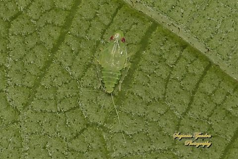 Grainy Planthopper nymph, Kallitaxila granulata  Geotagged,Indonesia,Summer