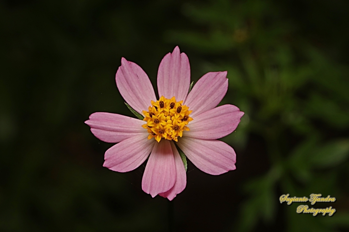 Bunga Kenikir Ungu (Cosmos caudatus)  Cosmos caudatus,Geotagged,Indonesia,Kenikir,Summer