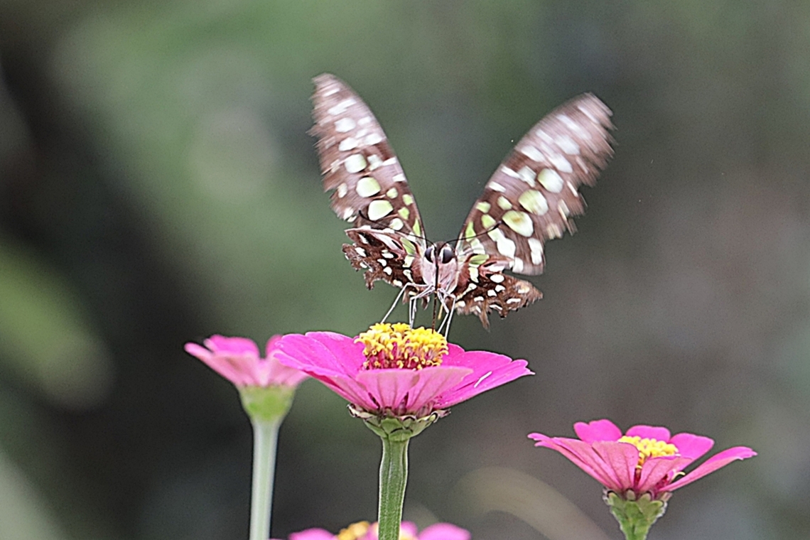 Tailed Jay Butterfly, Graphium agamemnon "sucking nectar on the Zinnia flowers"  Geotagged,Graphium agamemnon,Indonesia,Summer,Tailed Jay