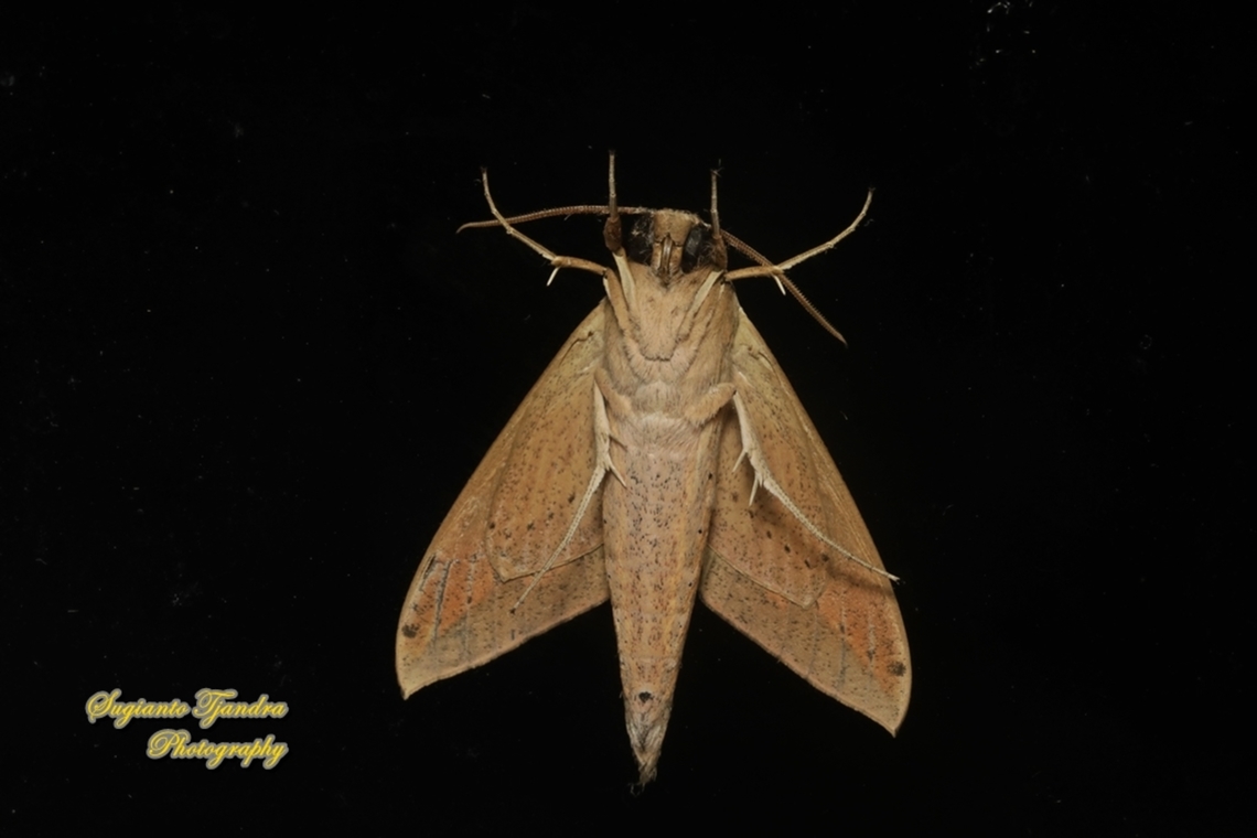 The pale brown hawk moth, Theretra latreillii, family Sphingidae - underside  Geotagged,Indonesia,Pale brown hawk moth,Summer,Theretra latreillii
