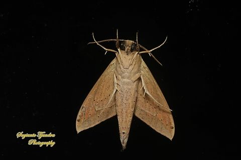 The pale brown hawk moth, Theretra latreillii, family Sphingidae - underside  Geotagged,Indonesia,Pale brown hawk moth,Summer,Theretra latreillii