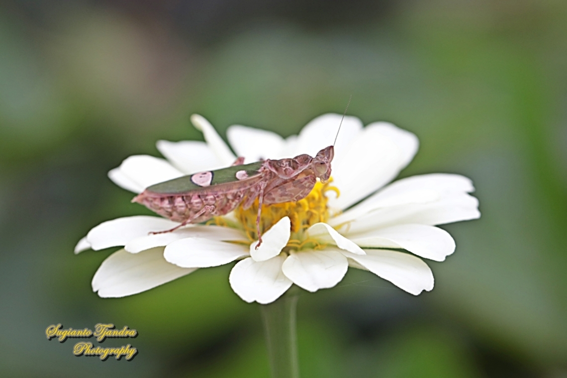 Flower mantis - Creobroter Sp "Standing on the Zinnia flower"  Geotagged,Indonesia,Summer
