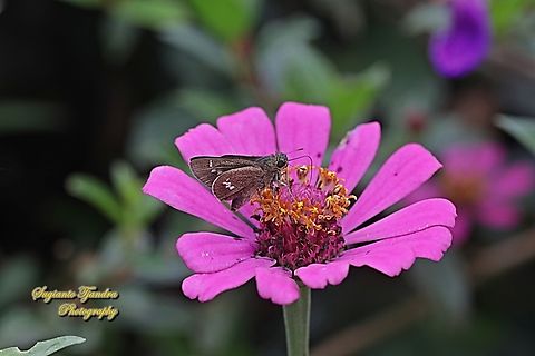 Skipper butterfly, Parnara sp. "sucking nectar on the Zinnia flower"  Geotagged,Indonesia,Summer