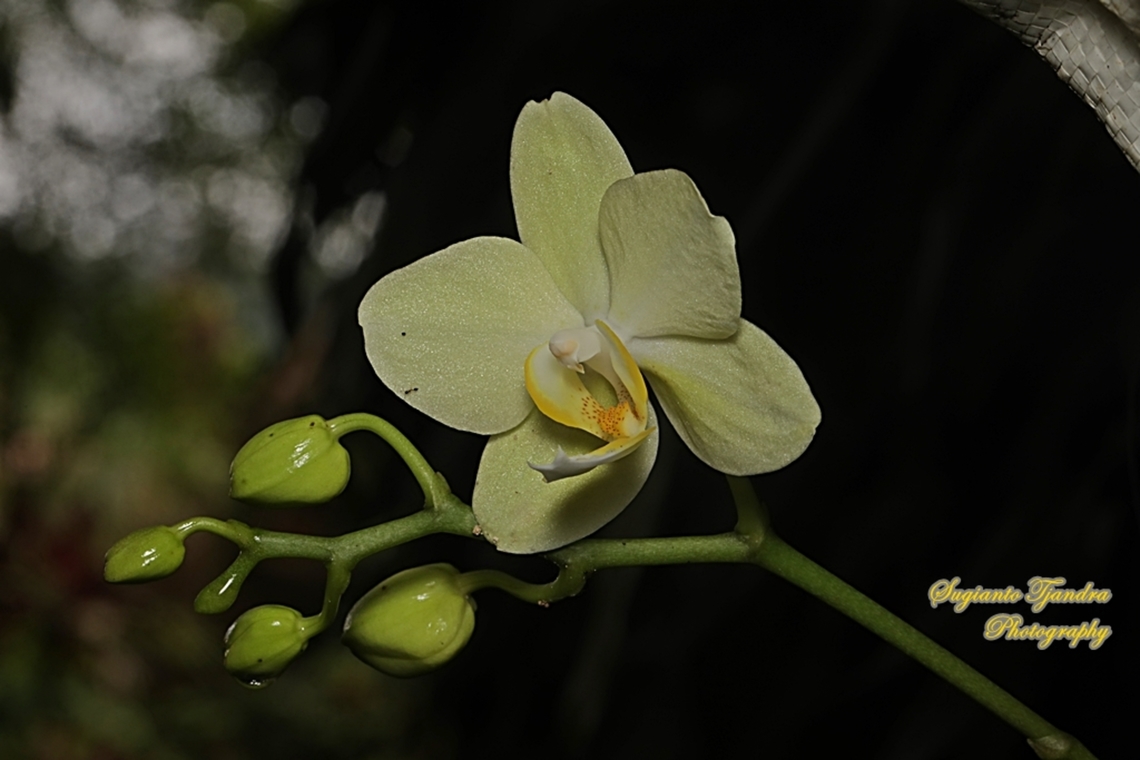 Orchid flower, Phaleonopsis (Orchidaceae)  Geotagged,Indonesia,Summer