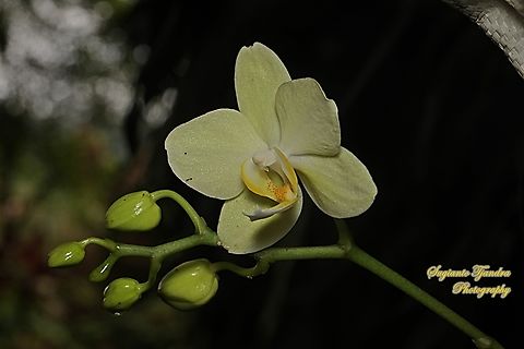 Orchid flower, Phaleonopsis (Orchidaceae)  Geotagged,Indonesia,Summer