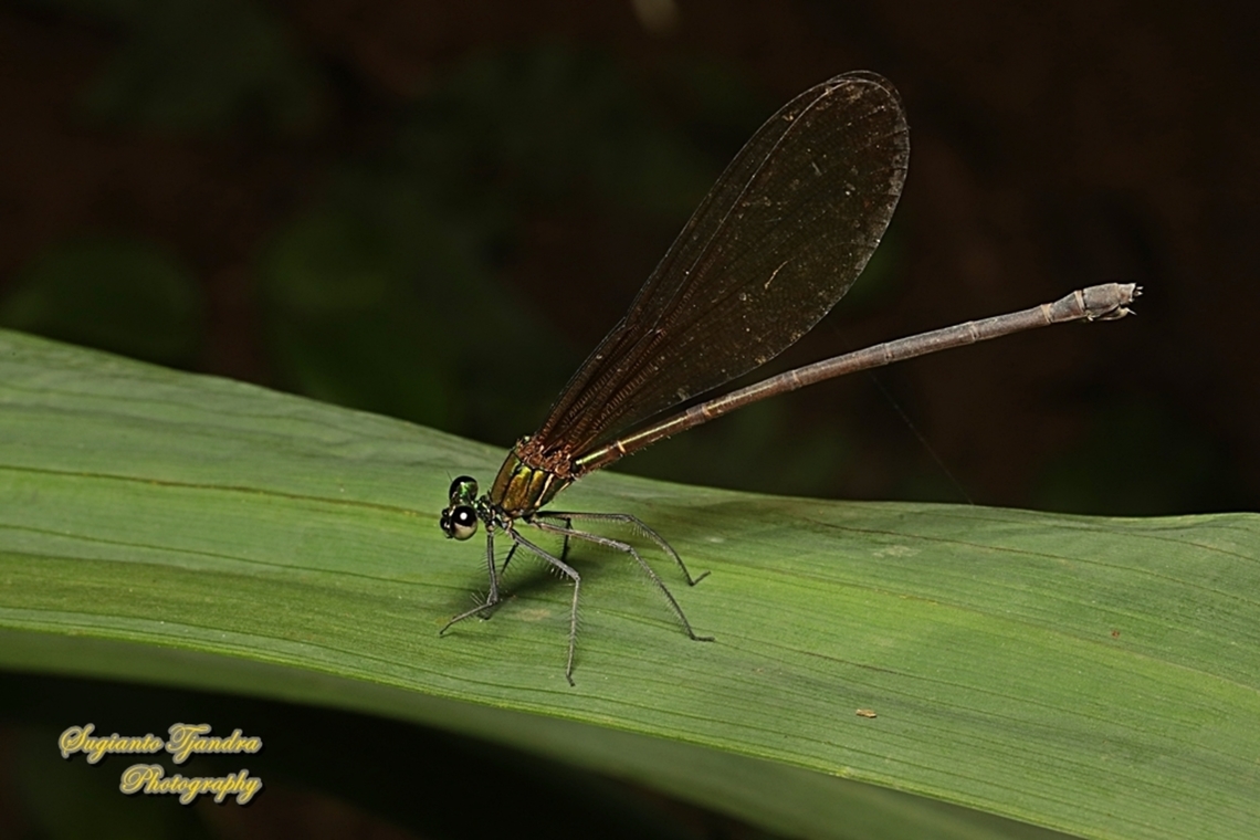 Ebony jewelwing damselfly, Vestalis luctuosa - female  Geotagged,Indonesia,Nila Flashwing,Summer,Vestalis luctuosa