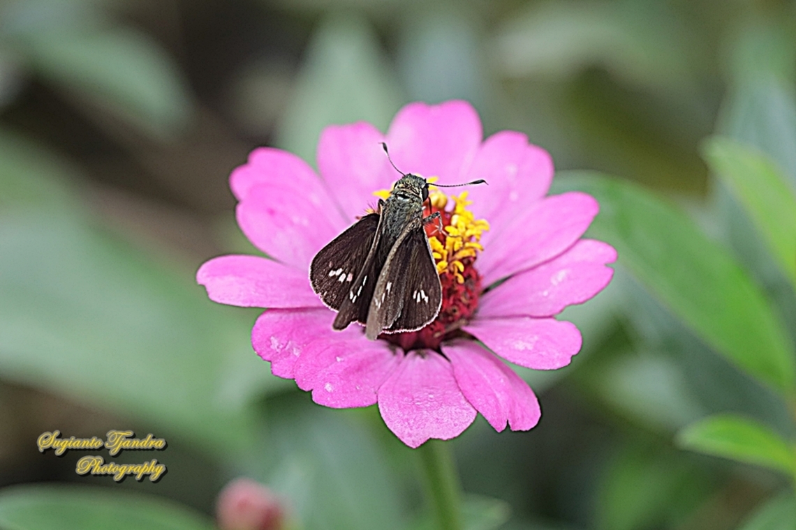 Skipper butterfly, Parnara sp. "sucking nectar on the Zinnia flower"  Geotagged,Indonesia,Summer